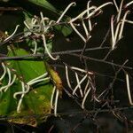 Pharus vittatus fruit picture by Nelson Zamora Villalobos (cc-by-nc)