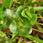 Lythrum rotundifolium leaf picture by susan brown (cc-by-sa)