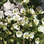 Cerastium uniflorum flower picture by co (cc-by-sa)