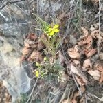 Erysimum virgatum flower picture by Rohweder Karsten (cc-by-sa)