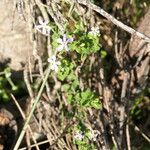 Chaenostoma hispidum habit picture by Maarten Vanhove (cc-by-sa)