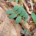 Vicia caroliniana leaf picture by Jesse Herb (cc-by-sa)