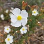 Cistus umbellatus flower picture by Falomir Fer (cc-by-sa)