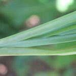 Schoenocaulon officinale leaf picture by Nelson Zamora Villalobos (cc-by-nc)