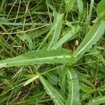 Sonchus maritimus leaf picture by Llandrich anna (cc-by-sa)