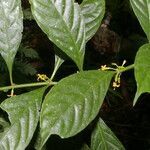 Hoffmannia psychotriifolia flower picture by Nelson Zamora Villalobos (cc-by-nc)