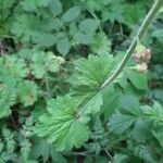 Tellima grandiflora leaf picture by Rory O'Conor (cc-by-sa)