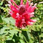 Salvia involucrata flower picture by Amelia Tilbury (cc-by-sa)