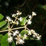 Myrcia splendens flower picture by Nelson Zamora Villalobos (cc-by-nc)