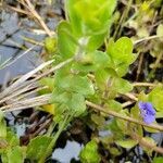 Bacopa caroliniana leaf picture by Matthew Horrigan (cc-by-sa)