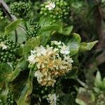 Dombeya populnea flower picture by Patrick Mussard (cc-by-sa)