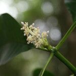 Chassalia corallioides flower picture by E. Mouysset (cc-by-sa)