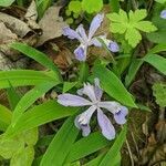 Iris cristata flower picture by Stacie Bailey (cc-by-sa)