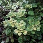 Chrysosplenium alternifolium habit picture by beurny (cc-by-sa)