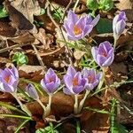 Crocus tommasinianus habit picture by Sabina Hartmann (cc-by-sa)