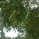 Celtis australis fruit picture by Celio (cc-by-sa)