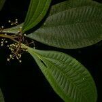 Miconia laxivenula leaf picture by Nelson Zamora Villalobos (cc-by-nc)