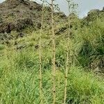 Eryngium horridum habit picture by Trap Hers (cc-by-sa)