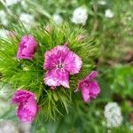 Dianthus barbatus flower picture by olivier gabard (cc-by-sa)