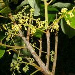 Aniba venezuelana habit picture by Nelson Zamora Villalobos (cc-by-nc)