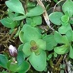 Gentiana brachyphylla leaf picture by Pietro Brignoli (cc-by-sa)