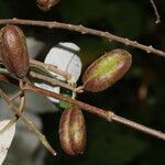 Trigonia rugosa fruit picture by Nelson Zamora Villalobos (cc-by-nc)