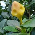 Solandra grandiflora flower picture by Trap Hers (cc-by-sa)