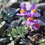 Linaria alpina habit picture by Yoan MARTIN (cc-by-sa)