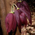 Sapranthus palanga flower picture by Nelson Zamora Villalobos (cc-by-nc)