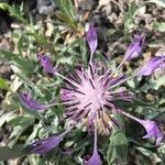 Centaurea triumfettii flower picture by Tara Gehr (cc-by-sa)