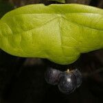 Passiflora megacoriacea fruit picture by Nelson Zamora Villalobos (cc-by-nc)