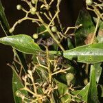 Nectandra membranacea leaf picture by Nelson Zamora Villalobos (cc-by-nc)