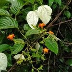 Mussaenda frondosa flower picture by Gauri Achari (cc-by-sa)