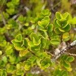 Myrsine africana leaf picture by Pereira Jorge (cc-by-sa)