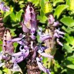 Plectranthus neochilus flower picture by Maarten Vanhove (cc-by-sa)