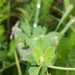 Lotus hispidus leaf picture by cscoq (cc-by-sa)