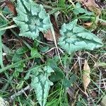 Cyclamen hederifolium habit picture by Frederic Vieilledent (cc-by-sa)