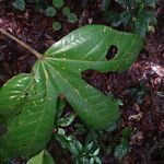 Sterculia pruriens leaf picture by Lisa Moreno (cc-by-sa)