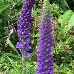 Veronica longifolia flower picture by chris labiouse (cc-by-sa)