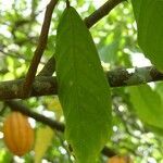 Theobroma cacao leaf picture by Daniel Barthelemy (cc-by-sa)