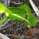 Smilax laurifolia leaf picture by Johnnie Walters (cc-by-sa)