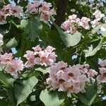 Catalpa bungei flower picture by Dieter Albrecht (cc-by-sa)