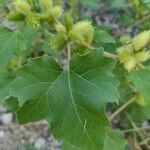 Xanthium strumarium leaf picture by Feriina Aythyna (cc-by-sa)