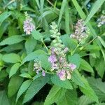 Teucrium canadense flower picture by Genevieve Gallant (cc-by-sa)