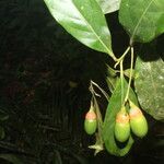 Ocotea meziana fruit picture by Nelson Zamora Villalobos (cc-by-nc)