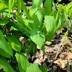 Uvularia grandiflora leaf picture by Tim Arnold (cc-by-sa)