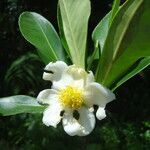 Gordonia fruticosa flower picture by Renato Lima (cc-by-nc-sa)