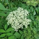 Sambucus nigra flower picture by Klaus Rademacher (cc-by-sa)