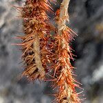 Acaena cylindristachya flower picture by Fabien Anthelme (cc-by-sa)