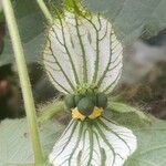 Dalechampia stenosepala flower picture by Trap Hers (cc-by-sa)